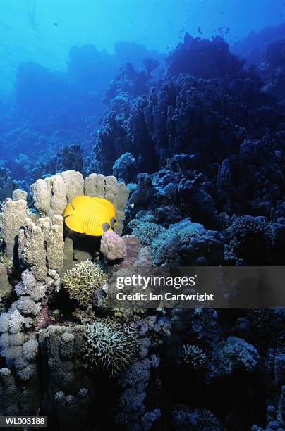 addis butterfly fish - chaetodon semilarvatus imagens e fotografias de stock