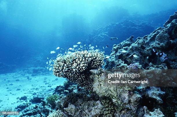 damsel fish in coral - abborrartade fiskar bildbanksfoton och bilder