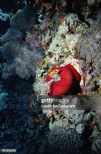 clown fish and sea anemones - スズキ目 ストックフォトと画像