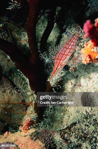 long nose hawk fish - hawkfish stock-fotos und bilder