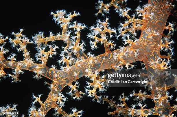 soft coral polyps - hundreds of super hero fans line up early as dc entertainment launches new era of comic books stockfoto's en -beelden