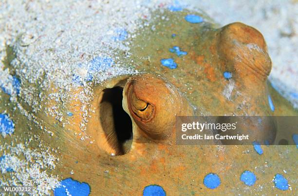 blue spotted sting ray - elasmobranch stockfoto's en -beelden