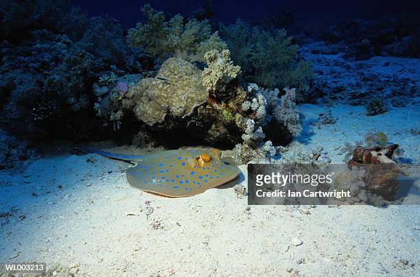 blue spotted sting ray - taeniura lymma stock pictures, royalty-free photos & images