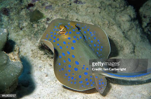 blue spotted sting ray - taeniura lymma stock pictures, royalty-free photos & images