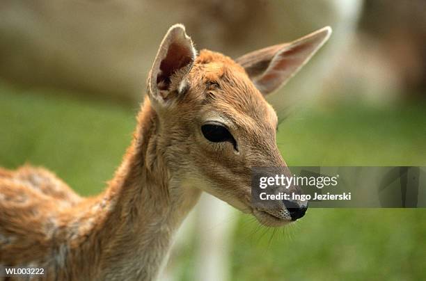 deer - deer family stock pictures, royalty-free photos & images