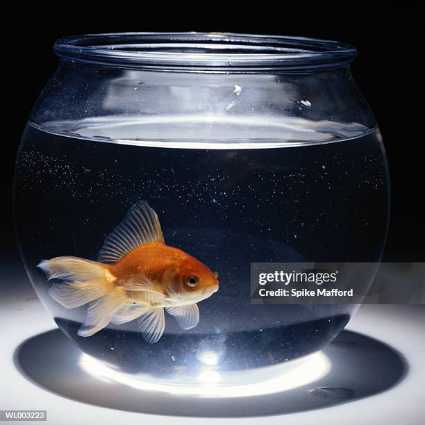goldfish (carassius auratus) swimming in bowl - elite athlete kerri walsh jennings debuts her new kerri apparel line with asics in the heart of times square stockfoto's en -beelden