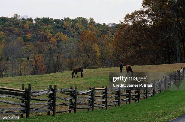 horses and fence - james p blair stock pictures, royalty-free photos & images