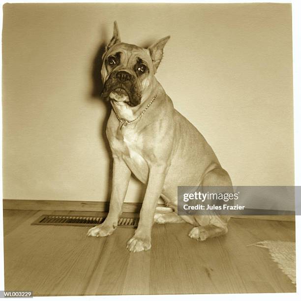 boxer - false colored stock pictures, royalty-free photos & images