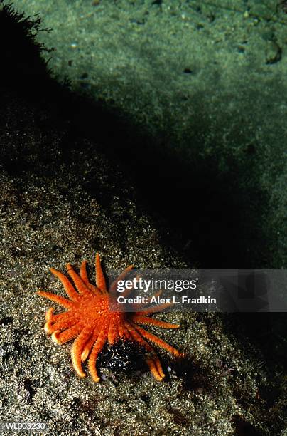 sea star (asteriidae) on beach, low tide, close-up - echinoderm stockfoto's en -beelden