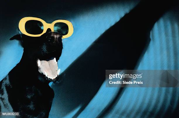 dog in sunglasses - preis foto e immagini stock