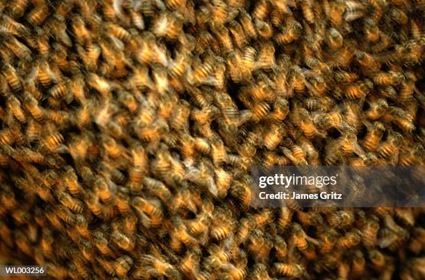 african bees - hautflügler stock-fotos und bilder