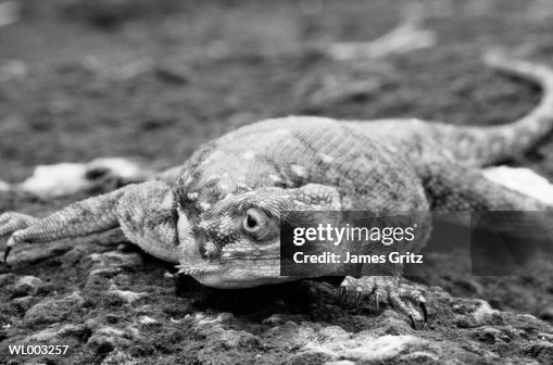 Agama Lizard Agama Lizard