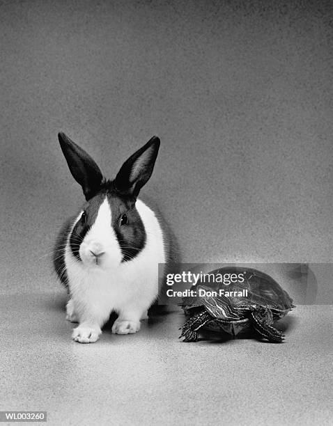 tortoise and hare - don farrall stock pictures, royalty-free photos & images