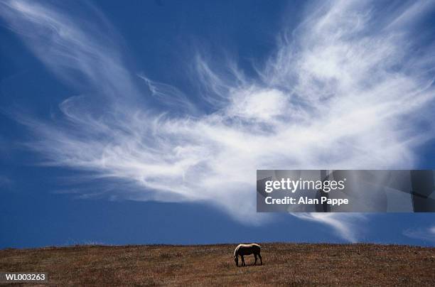 horse grazing in field under blue sky and clouds - official visit of grand duc henri of luxembourg and grande duchesse maria teresa of luxembourg day two stockfoto's en -beelden