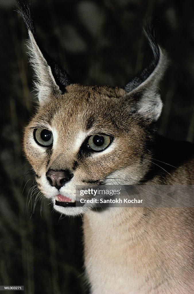 Lynx Caracal