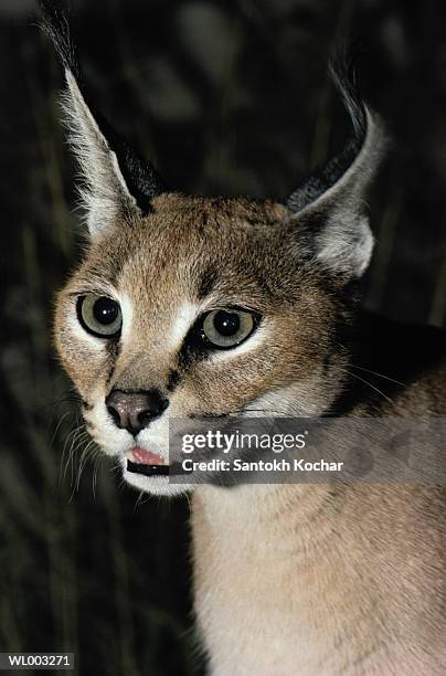 lynx caracal - caracal stock pictures, royalty-free photos & images