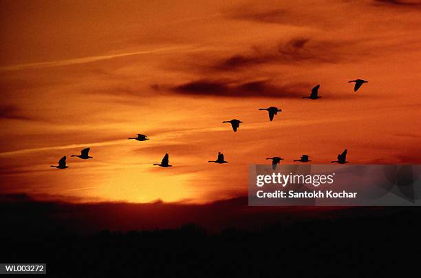 canada geese (branta canadensis) flying, sunset, silhouette - freshwater bird - fotografias e filmes do acervo