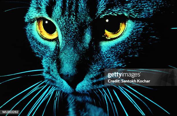 cat in blue light - night of 200 stars 2nd international achievement in arts awards stockfoto's en -beelden