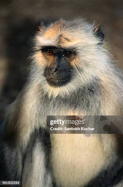 close-up of langur - leaf monkey stockfoto's en -beelden