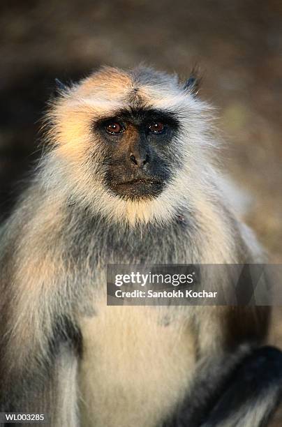 close-up of langur - leaf monkey stock pictures, royalty-free photos & images