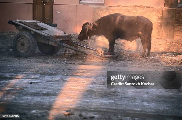 ox and cart at sundown - werkdier stockfoto's en -beelden