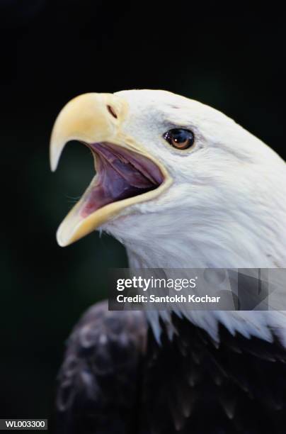 american bald eagle - kristin kreuk or sierra mccormick or autumn wendel or brenda song or allison munn or emil stock pictures, royalty-free photos & images