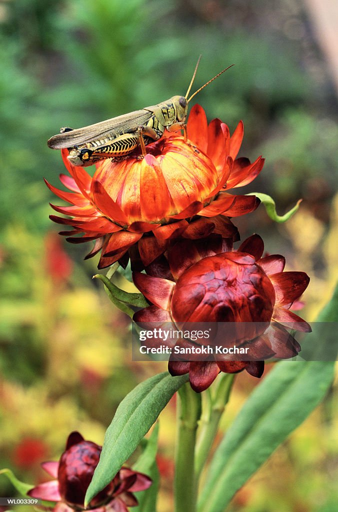 Grasshopper on Strawflower