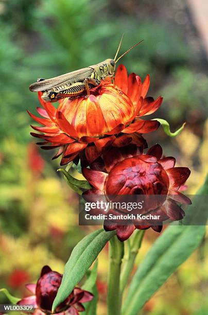 grasshopper on strawflower - flor templada fotografías e imágenes de stock