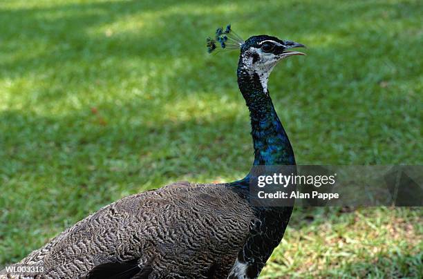 peacock (pavo cristatus), profile - in profile stock pictures, royalty-free photos & images