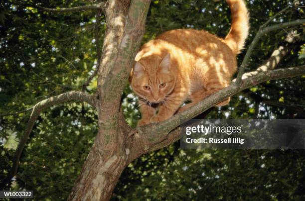 cat in a tree - will russell stock pictures, royalty-free photos & images