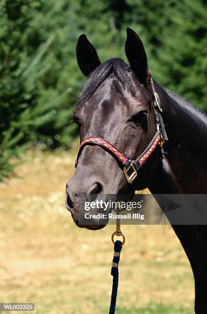 horse - russell imagens e fotografias de stock