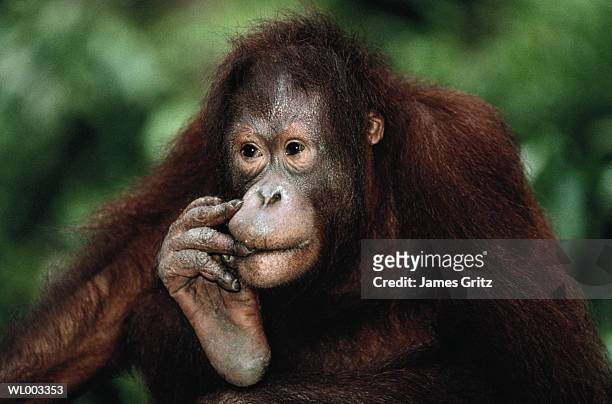 young orangutan - animal finger stock pictures, royalty-free photos & images