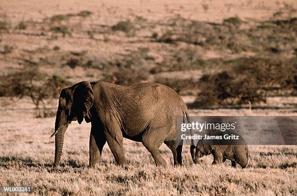 african elephant mother and young - queen maxima of the netherlands attends world of health care congress 2017 in the hague stockfoto's en -beelden