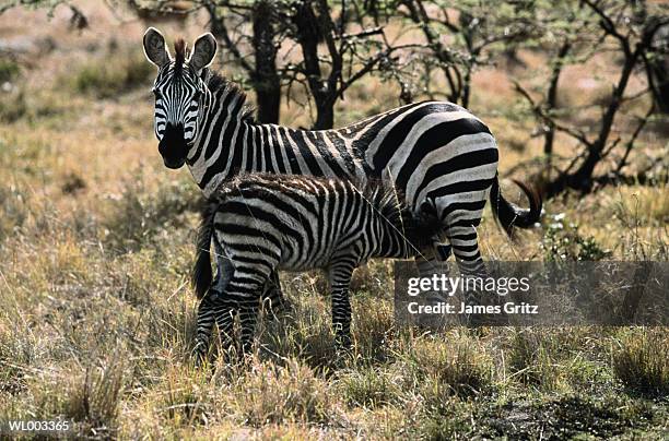 zebra nursing young - queen maxima of the netherlands attends world of health care congress 2017 in the hague stockfoto's en -beelden