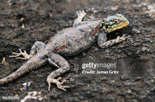 Agama Lizard Agama Lizard