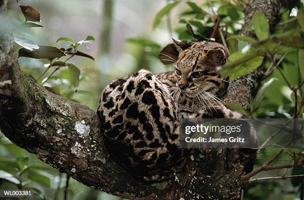 margay in tree - margay stock pictures, royalty-free photos & images