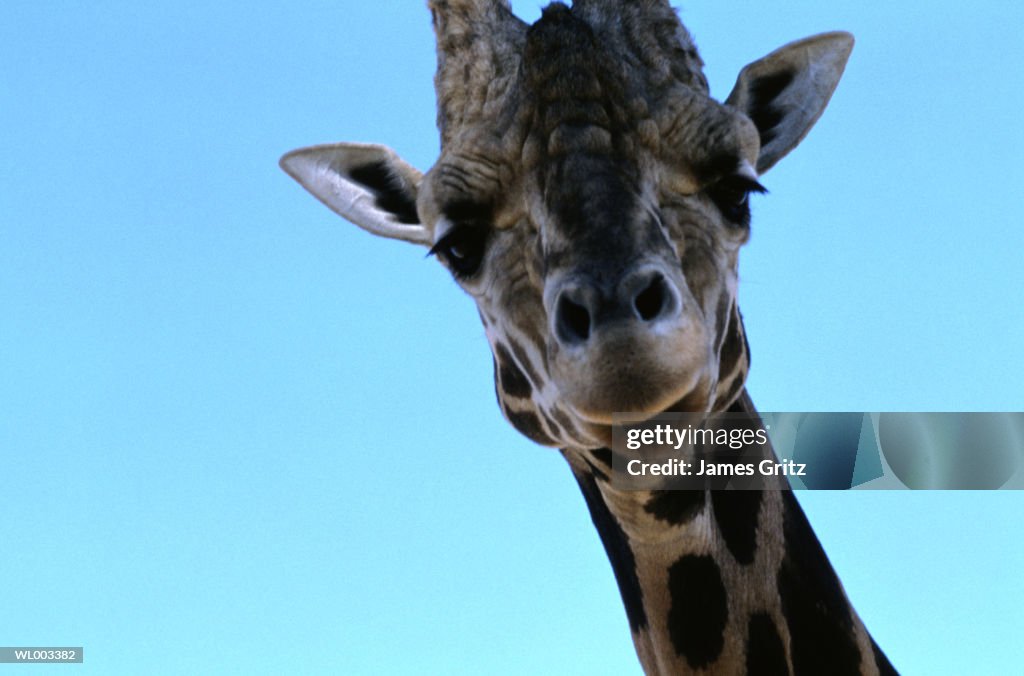 Face Of Giraffe Against Blue Sky