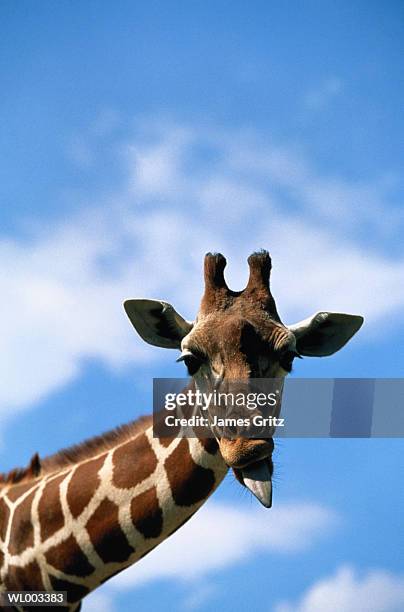 giraffe with tongue out - djurtunga bildbanksfoton och bilder