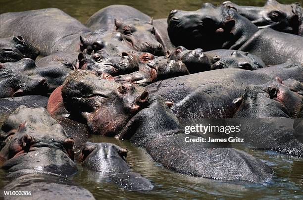 hippopotamuses swimming in water - thousands of british and irish students descend on spanish town for saloufest stockfoto's en -beelden