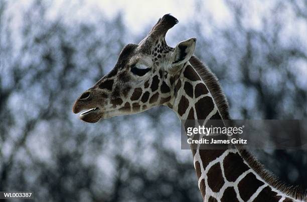 giraffe profile - in profile stock pictures, royalty-free photos & images