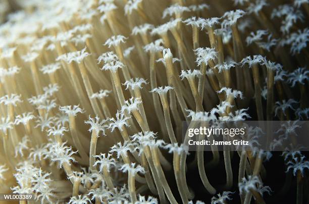 close-up of soft coral - premiere of warner bros pictures kong skull island stockfoto's en -beelden