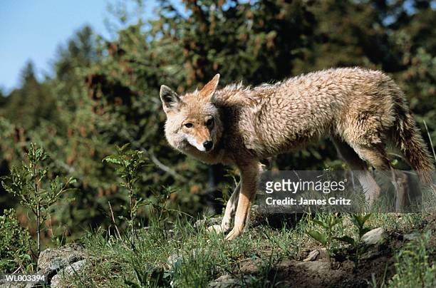 coyote - coyote imagens e fotografias de stock