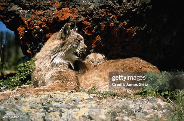 mother lynx with kitten - queen maxima of the netherlands attends world of health care congress 2017 in the hague stockfoto's en -beelden