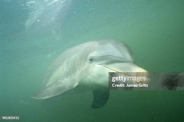 dolphin swimming underwater - aquatic mammal stock pictures, royalty-free photos & images