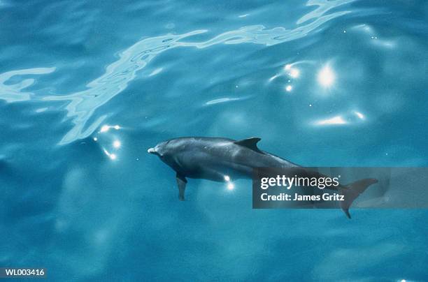 dolphin swimming along surface - aquatic mammal stock pictures, royalty-free photos & images