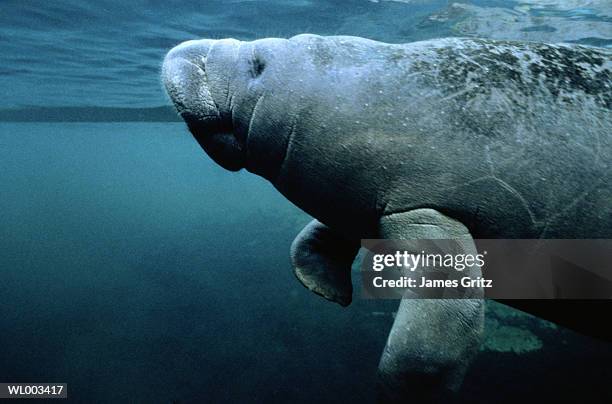 manatee - aquatic mammal stock pictures, royalty-free photos & images