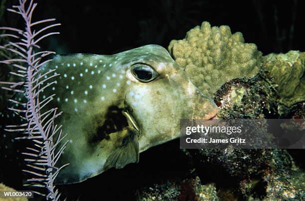 534 Caribbean Trunkfish Stock Photos, High-Res Pictures, and Images ...