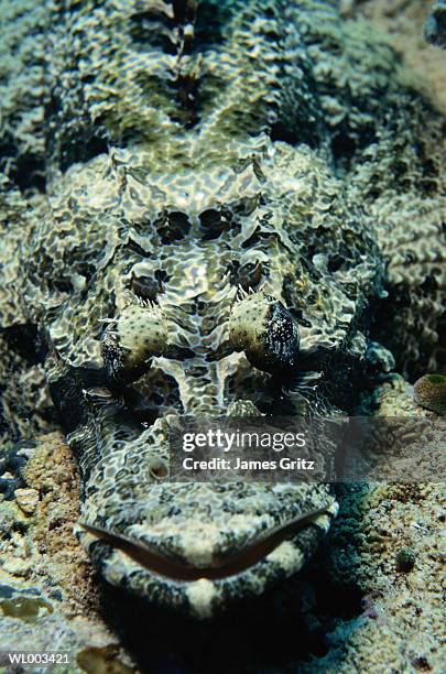 giant flathead or crocodile fish - wirtschaftsboom der tigerstaaten stock-fotos und bilder