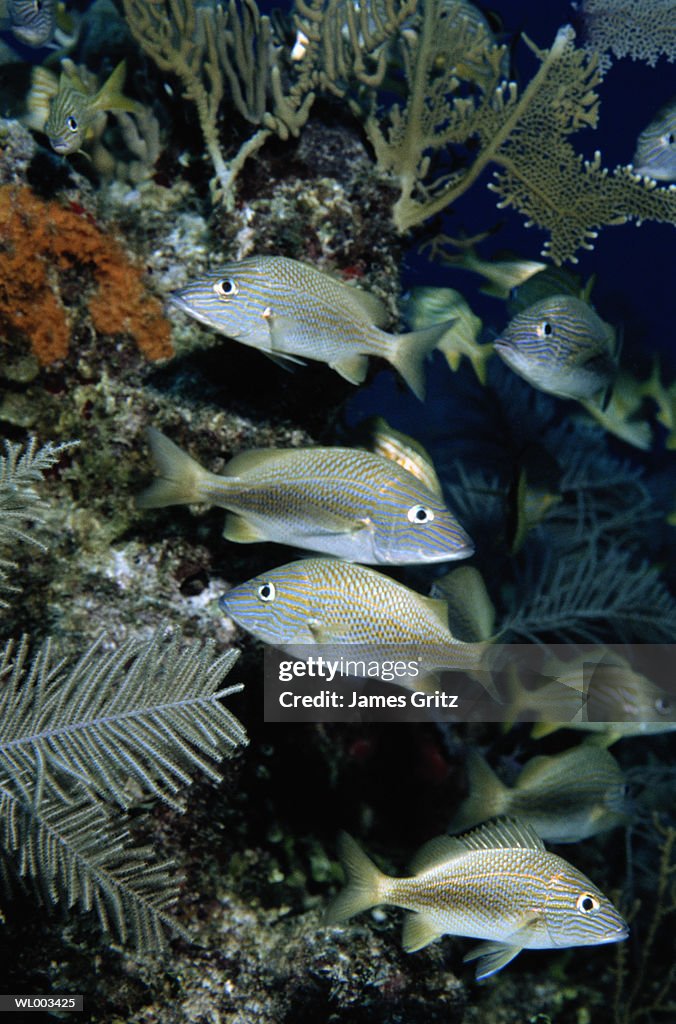 School of Grunts