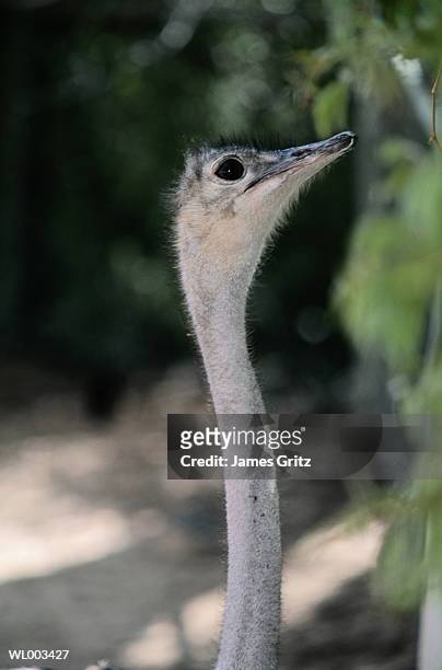 ostrich portrait - flightless bird fotografías e imágenes de stock